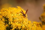photo thumbnail #11