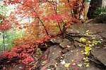 photo thumbnail #8