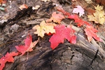 photo thumbnail #9