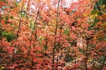 photo thumbnail #12