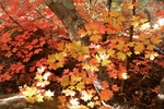photo thumbnail #14