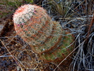 photo thumbnail #8
