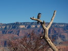 2010-11-12 :2: Grand Canyon Corridor Loop :: writelots