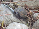 photo thumbnail #7