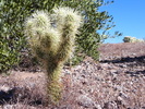 photo thumbnail #3