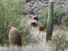 photo thumbnail #11