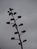 photo thumbnail #15