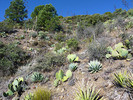 photo thumbnail #13
