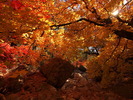 photo thumbnail #4