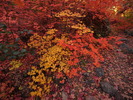 photo thumbnail #12