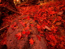 photo thumbnail #13