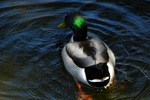 photo thumbnail #3