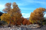 photo thumbnail #7