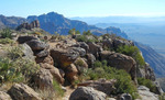 photo thumbnail #4
