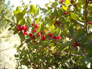 photo thumbnail #9