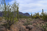 photo thumbnail #7