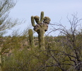 photo thumbnail #10