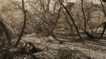 photo thumbnail #14