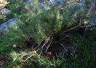 photo thumbnail #14