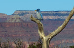 2010-11-12 :1: Grand Canyon Corridor Loop :: tibber