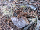 photo thumbnail #12