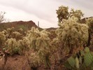 photo thumbnail #1