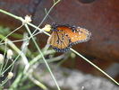 photo thumbnail #7