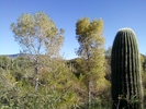 photo thumbnail #5