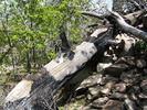 photo thumbnail #7