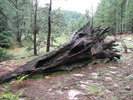 photo thumbnail #8