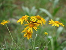 photo thumbnail #10