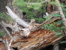 photo thumbnail #6