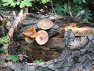 photo thumbnail #7