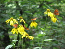 photo thumbnail #11