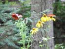 photo thumbnail #12