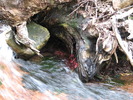 photo thumbnail #14