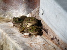 photo thumbnail #6