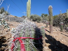 photo thumbnail #5