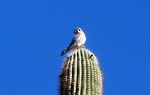 photo thumbnail #7