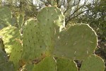 photo thumbnail #12