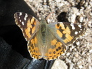 photo thumbnail #13