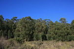 photo thumbnail #12