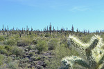 photo thumbnail #3