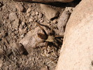 photo thumbnail #9