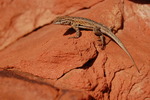 photo thumbnail #5