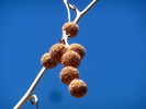photo thumbnail #11