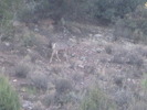 photo thumbnail #1