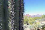 photo thumbnail #10