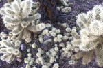 photo thumbnail #2