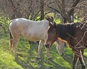 photo thumbnail #10